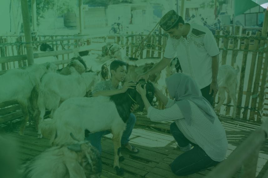 Harga Kambing Kurban Lengkap 2025