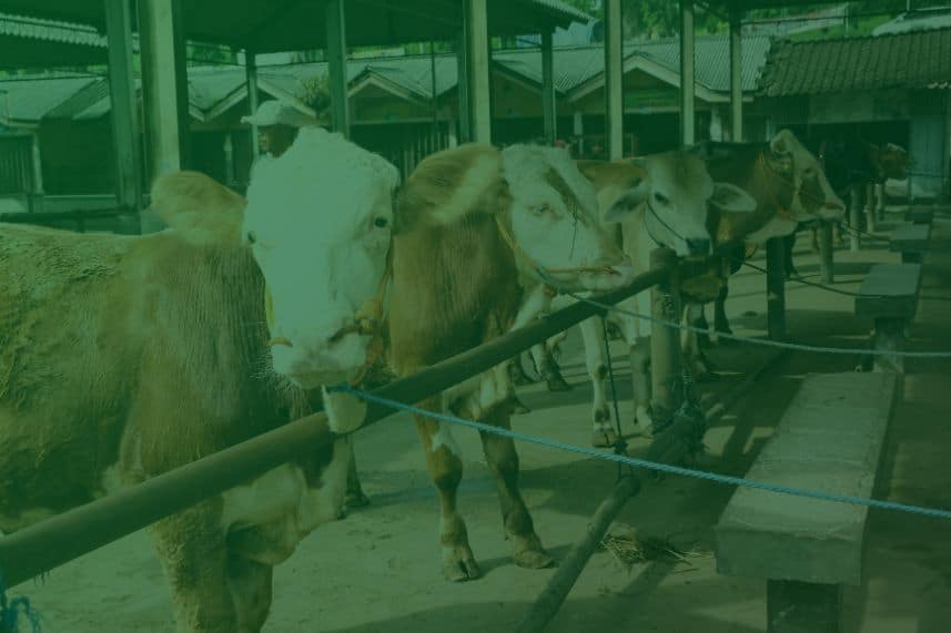 Cek Harga Sapi Kurban 2025, Bobot Mulai 200 Kg hingga 1 Ton